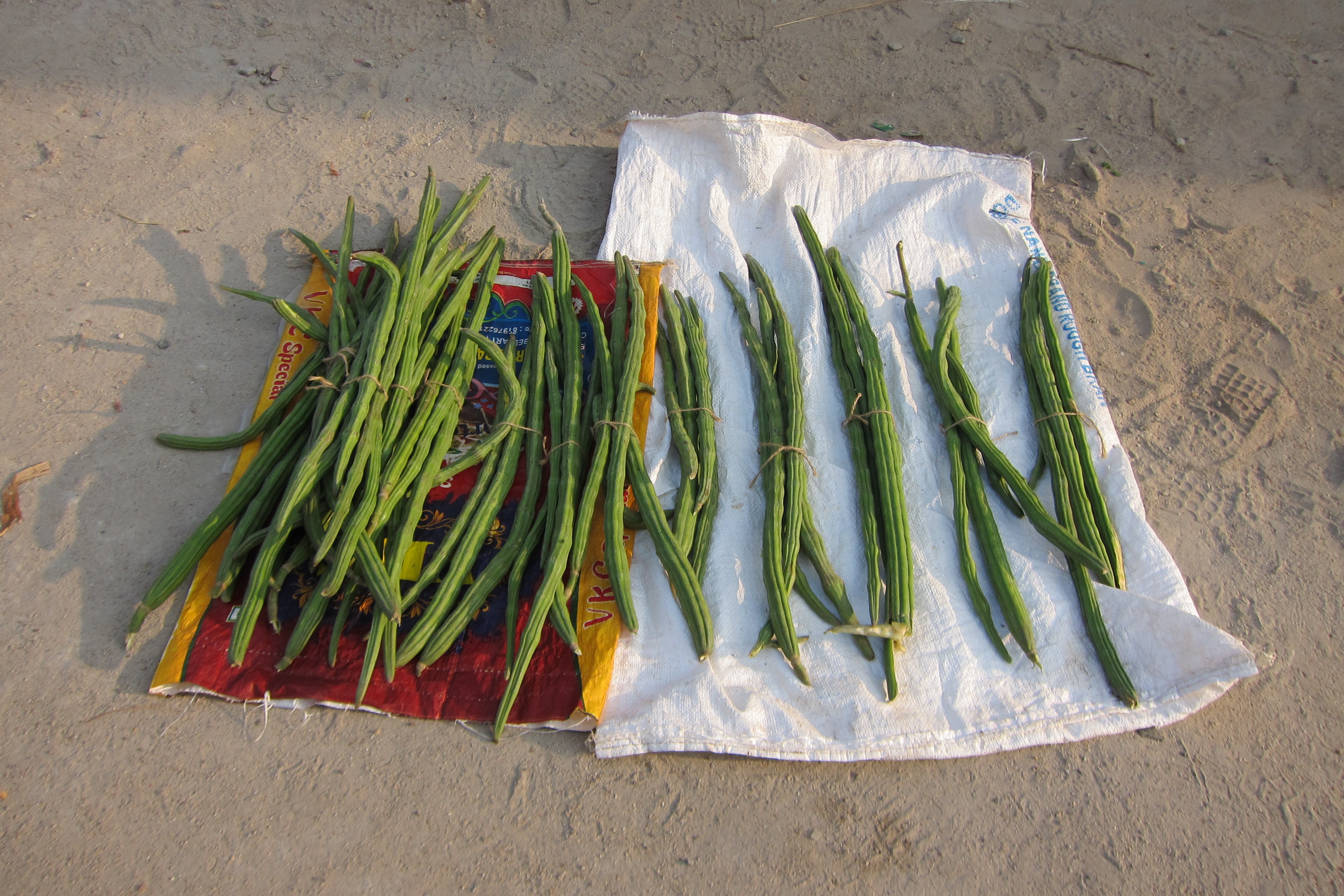 Drumstick export India