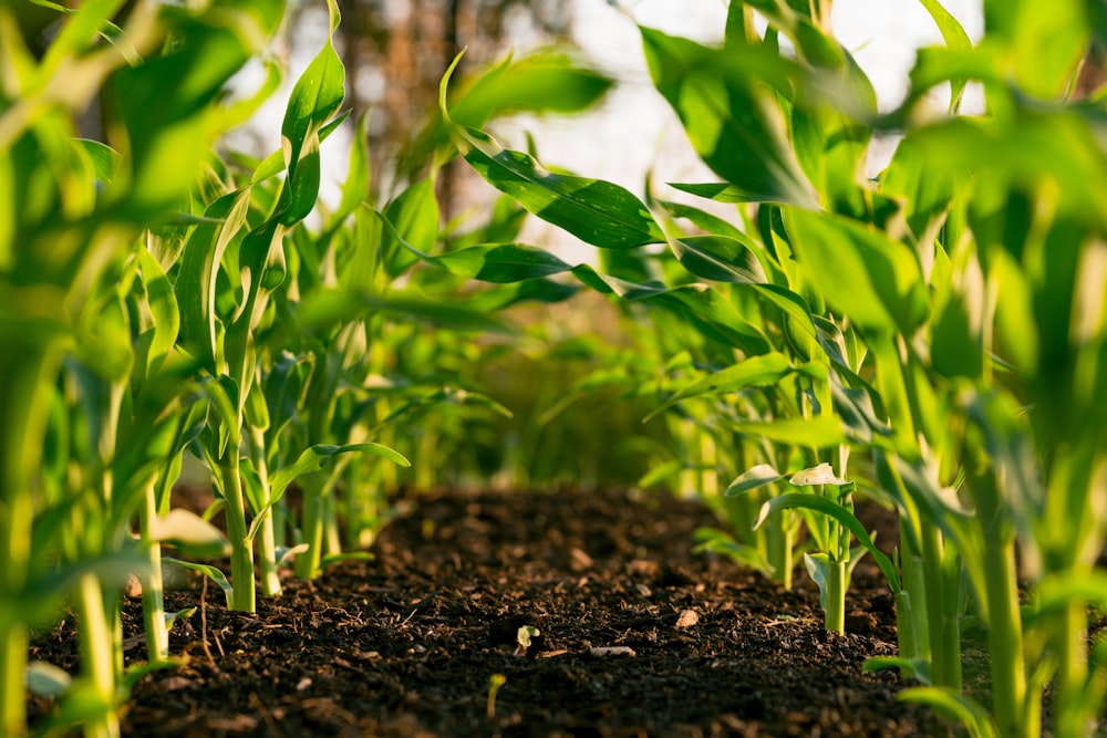 Agricultural farms in India — MAT GLOBAL TRADERS sourcing network